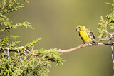 Image. European Serin