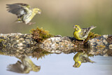 Image. European Serin