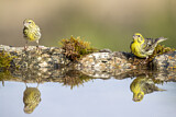 Image. European Serin