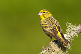 Image. European Serin
