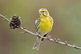 Image. European Serin