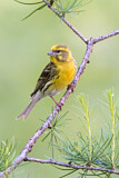 Image. European Serin