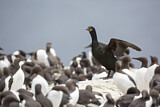Image. European Shag & Common Murre