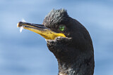 Image. European Shag