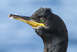 Image. European Shag
