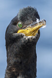Image. European Shag