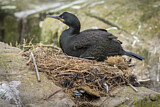 Image. European Shag
