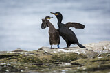Image. European Shag