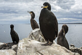 Image. European Shag