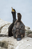 Image. European Shag