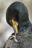 Image. European Shag