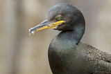 Image. European Shag