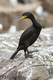 Image. European Shag