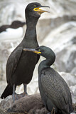 Image. European Shag