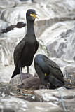 Image. European Shag