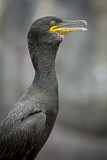 Image. European Shag