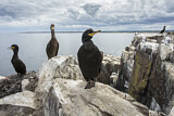Image. European Shag