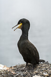 Image. European Shag