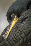 Image. European Shag
