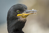Image. European Shag
