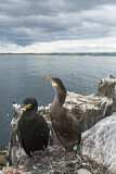 Image. European Shag