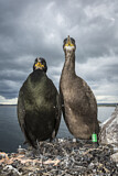 Image. European Shag
