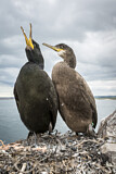 Image. European Shag