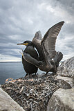 Image. European Shag