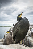 Image. European Shag