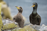 Image. European Shag