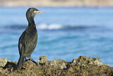 Image. European Shag