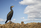 Image. European Shag
