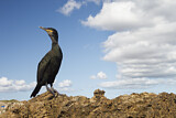 Image. European Shag