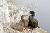 Image. European Shag