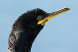 Image. European Shag
