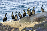 Image. European Shag