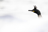 Image. European Shag