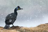 Image. European Shag