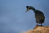 Image. European Shag