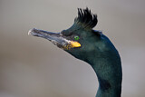 Image. European Shag