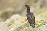 Image. European Shag