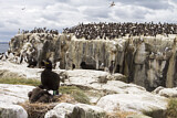 Image. European Shag