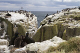 Image. European Shag