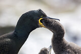 Image. European Shag