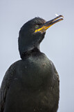 Image. European Shag