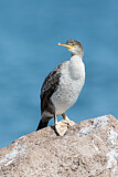 Image. European Shag