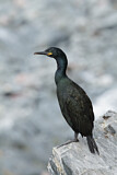 Image. European Shag