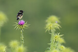 Image. European Stonechat