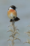 Image. European Stonechat