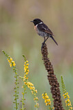 Image. European Stonechat